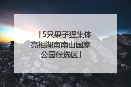 5只果子狸集体亮相湖南南山国家公园候选区